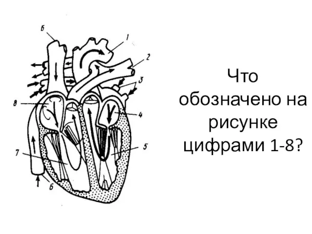 Что обозначено на рисунке цифрами 1-8?