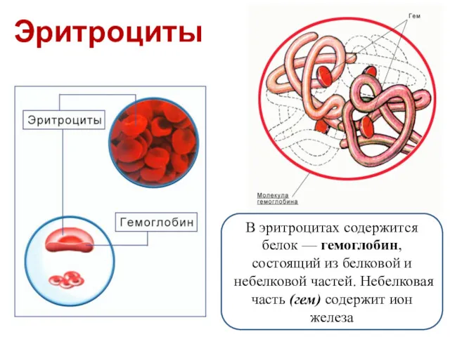 Эритроциты В эритроцитах содержится белок — гемоглобин, состоящий из белковой
