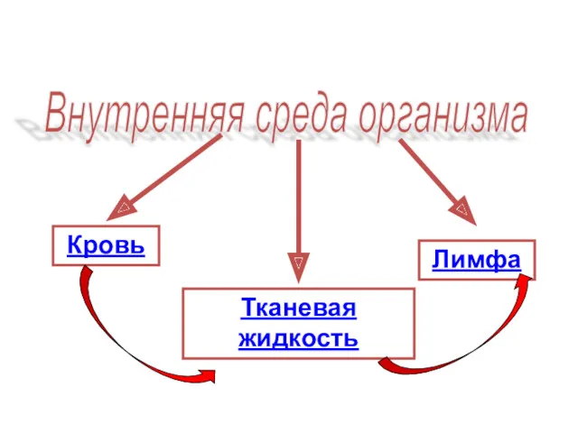 Внутренняя среда организма Кровь Тканевая жидкость Лимфа