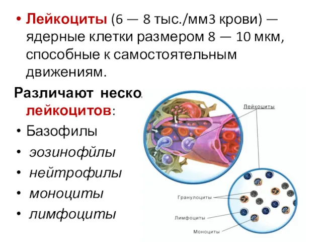 Лейкоциты (6 — 8 тыс./мм3 крови) — ядерные клетки размером