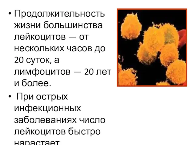 Продолжительность жизни большинства лейкоцитов — от нескольких часов до 20