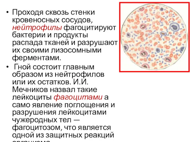 Проходя сквозь стенки кровеносных сосудов, нейтрофилы фагоцитируют бактерии и продукты