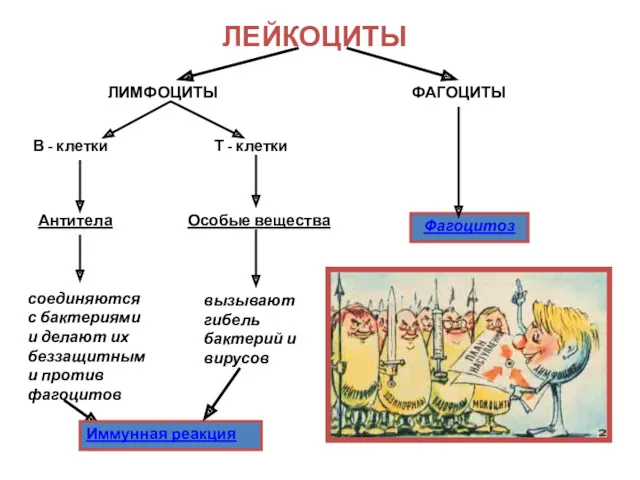 ЛЕЙКОЦИТЫ ЛИМФОЦИТЫ ФАГОЦИТЫ В - клетки Т - клетки Антитела