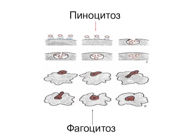 Пиноцитоз Фагоцитоз