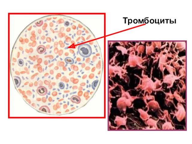 Тромбоциты