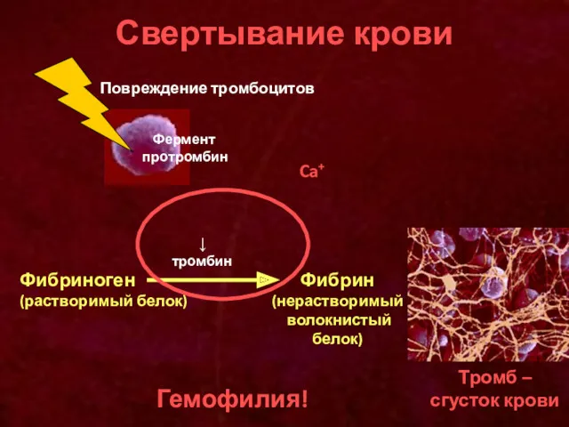 Свертывание крови Фермент протромбин Фибриноген (растворимый белок) Фибрин (нерастворимый волокнистый