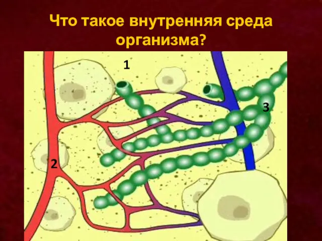 Что такое внутренняя среда организма? 1 2 3