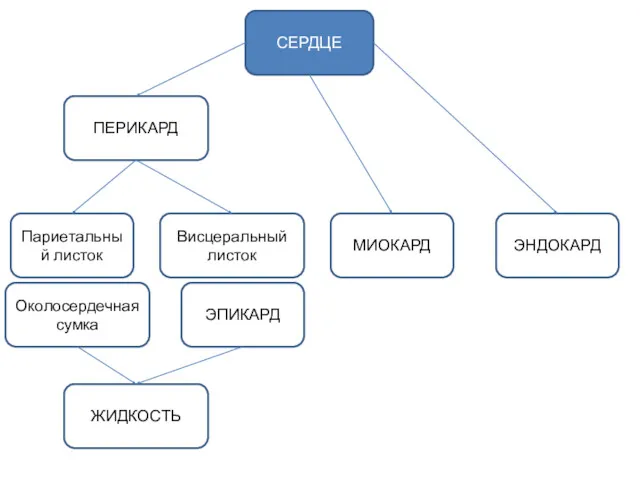 Висцеральный листок ПЕРИКАРД Париетальный листок МИОКАРД ЭНДОКАРД ЭПИКАРД СЕРДЦЕ Околосердечная сумка ЖИДКОСТЬ