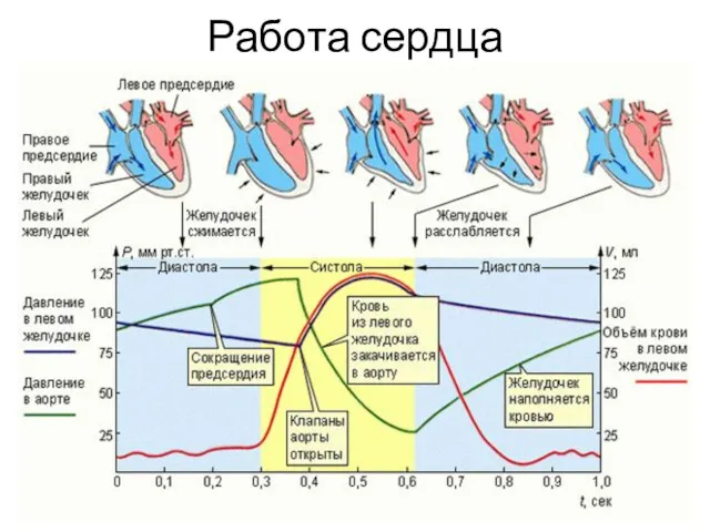 Работа сердца