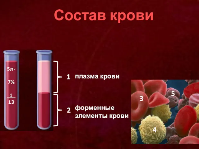 Состав крови 1 2 плазма крови форменные элементы крови 3 4 5 5л- 7% _1_ 13