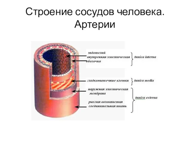 Строение сосудов человека. Артерии