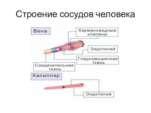 Строение сосудов человека