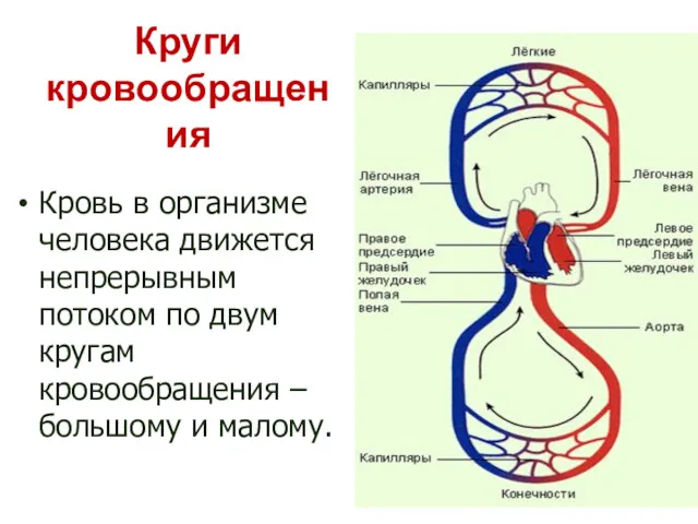 Круги кровообращения Кровь в организме человека движется непрерывным потоком по