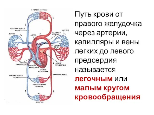 Путь крови от правого желудочка через артерии, капилляры и вены