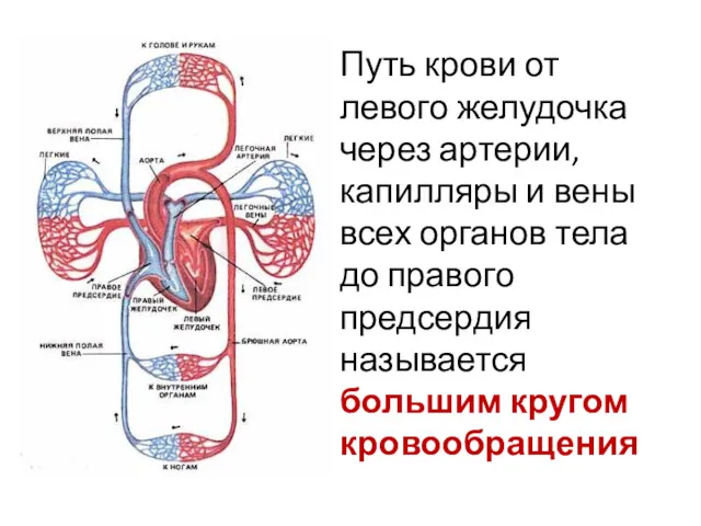 Путь крови от левого желудочка через артерии, капилляры и вены