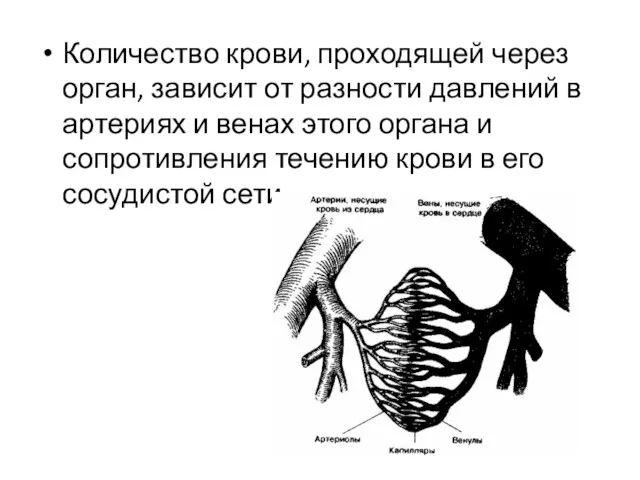 Количество крови, проходящей через орган, зависит от разности давлений в