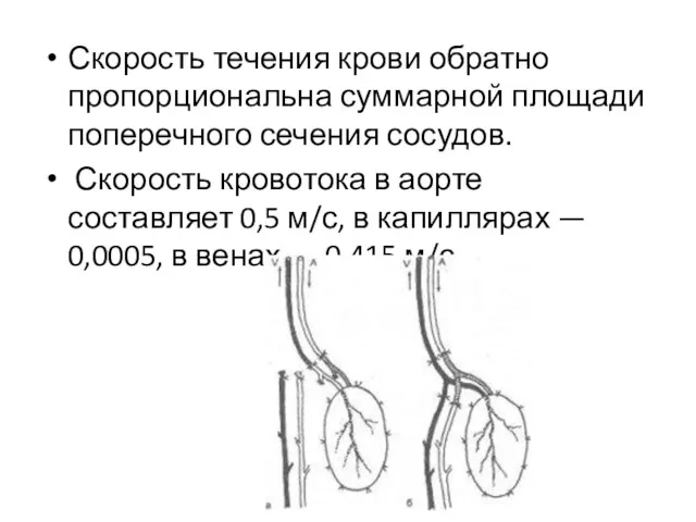 Скорость течения крови обратно пропорциональна суммарной площади поперечного сечения сосудов.