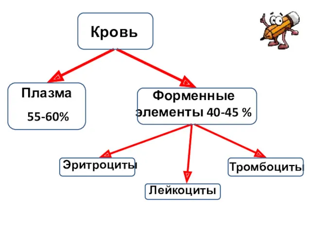 Кровь Плазма 55-60% Форменные элементы 40-45 % Эритроциты Лейкоциты Тромбоциты