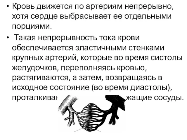 Кровь движется по артериям непрерывно, хотя сердце выбрасывает ее отдельными