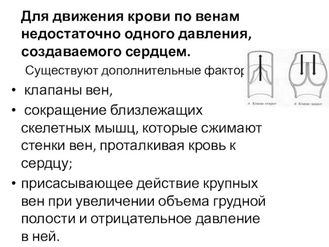 Для движения крови по венам недостаточно одного давления, создаваемого сердцем.