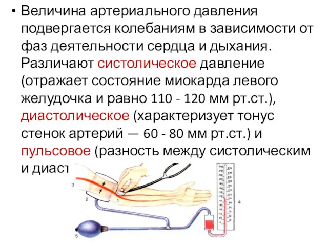 Величина артериального давления подвергается колебаниям в зависимости от фаз деятельности