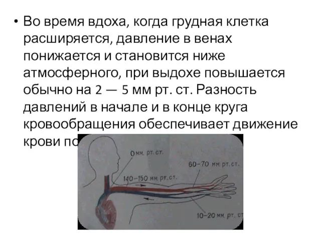 Во время вдоха, когда грудная клетка расширяется, давление в венах