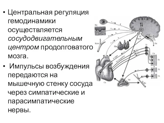 Центральная регуляция гемодинамики осуществляется сосудодвигательным центром продолговатого мозга. Импульсы возбуждения