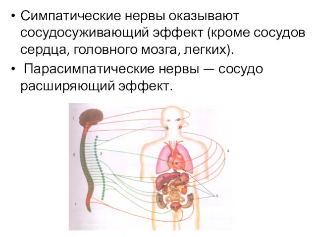 Симпатические нервы оказывают сосудосуживающий эффект (кроме сосудов сердца, головного мозга, легких). Парасимпатические нервы — сосудо­расширяющий эффект.