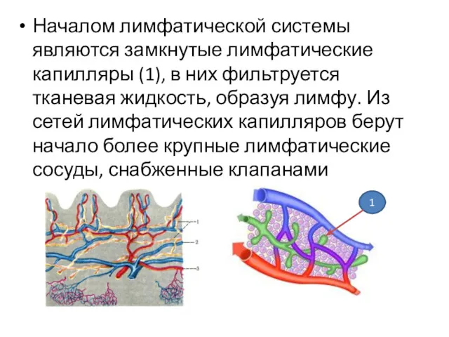 Началом лимфатической системы являются замкнутые лимфатические капилляры (1), в них