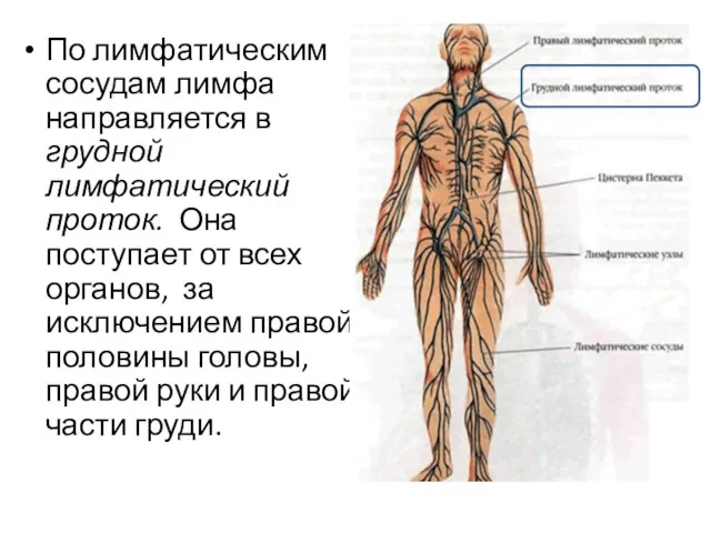 По лимфатическим сосудам лимфа направляется в грудной лимфатический проток. Она