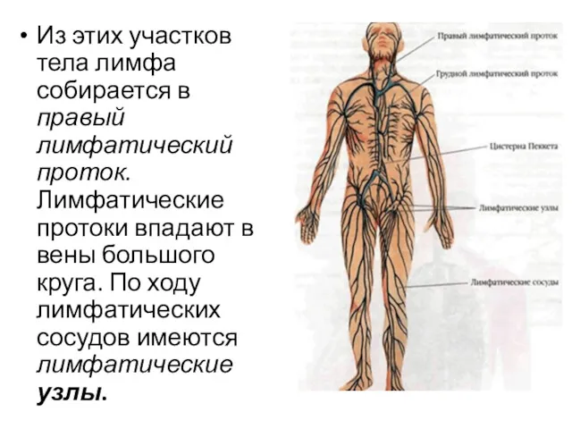 Из этих участков тела лимфа собирается в правый лимфатический проток.