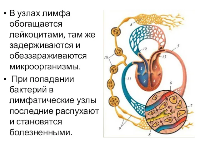 В узлах лимфа обогащается лейкоцитами, там же задерживаются и обеззараживаются