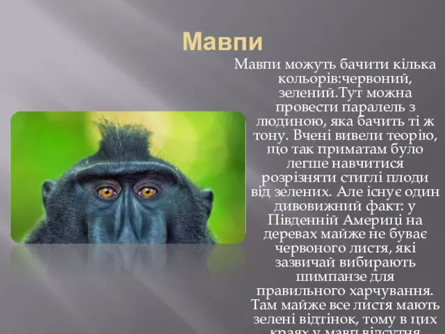 Мавпи Мавпи можуть бачити кілька кольорів:червоний,зелений.Тут можна провести паралель з