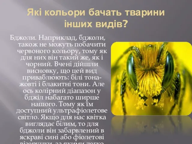Які кольори бачать тварини інших видів? Бджоли. Наприклад, бджоли, також