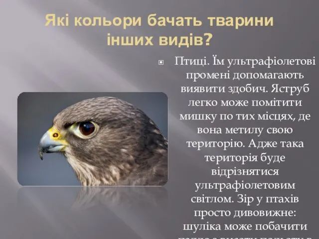 Які кольори бачать тварини інших видів? Птиці. Їм ультрафіолетові промені