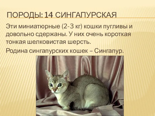 ПОРОДЫ: 14 СИНГАПУРСКАЯ Эти миниатюрные (2-3 кг) кошки пугливы и