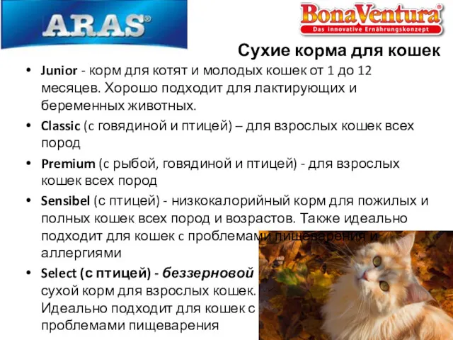 Сухие корма для кошек Junior - корм для котят и