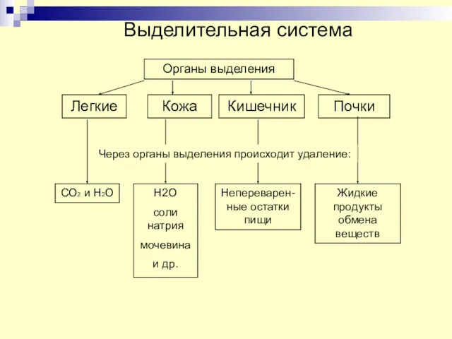 Выделительная система Органы выделения Легкие Кожа Кишечник Почки Через органы