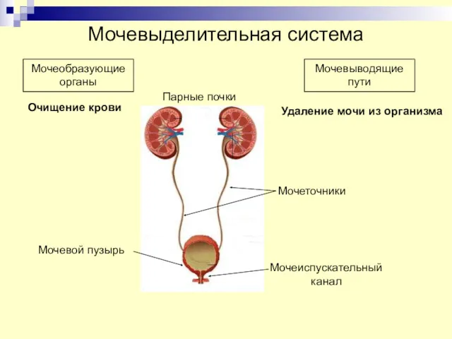 Мочевыделительная система Мочеобразующие органы Мочевыводящие пути Парные почки Мочеточники Мочевой