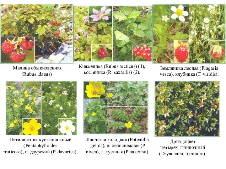 Малина обыкновенная (Rubus idaeus) Княженика (Rubus arcticus) (1), костяника (R.