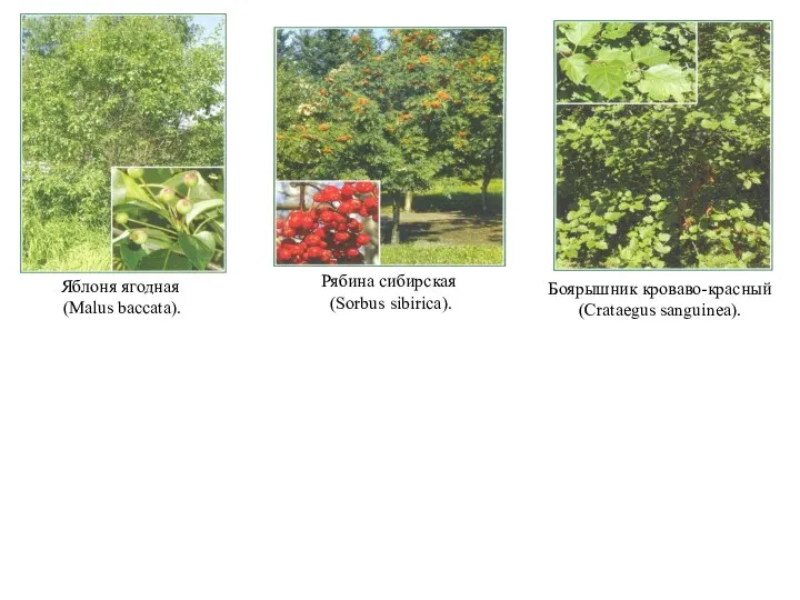 Яблоня ягодная (Malus baccata). Боярышник кроваво-красный (Crataegus sanguinea). Рябина сибирская (Sorbus sibirica).