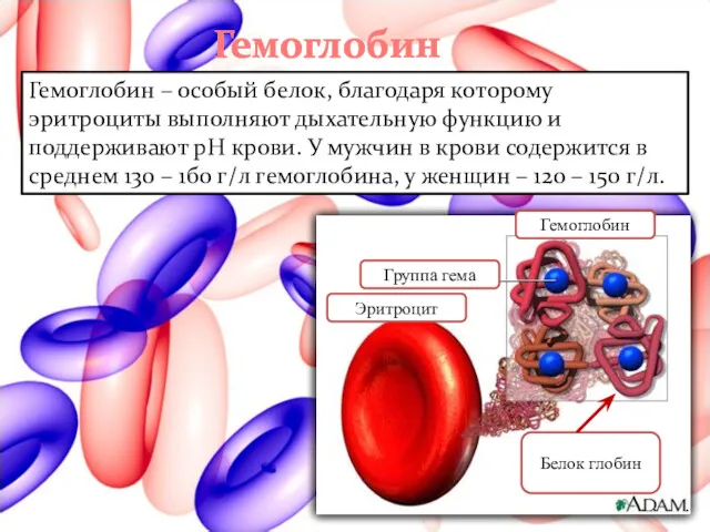 Гемоглобин Гемоглобин – особый белок, благодаря которому эритроциты выполняют дыхательную