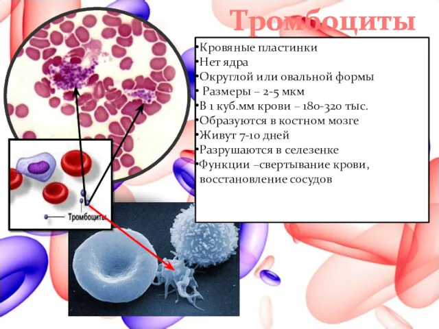 Тромбоциты Кровяные пластинки Нет ядра Округлой или овальной формы Размеры