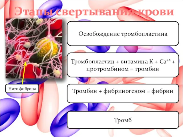 Этапы свертывания крови Нити фибрина Освобождение тромбопластина Тромбопластин + витамина