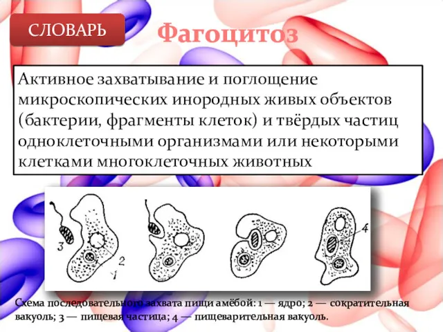 Фагоцитоз Активное захватывание и поглощение микроскопических инородных живых объектов (бактерии,