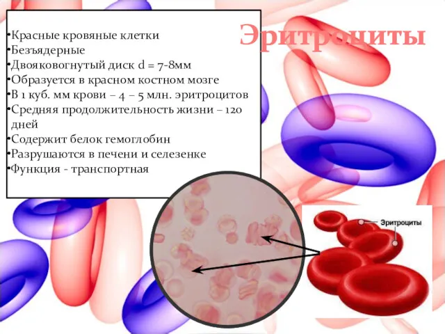 Красные кровяные клетки Безъядерные Двояковогнутый диск d = 7-8мм Образуется