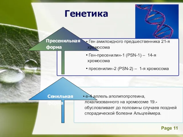 Генетика Пресенильная форма Сенильная форма е-4 аллель аполипопротеина, локализованного на