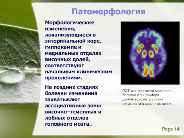 Морфологические изменения, локализующиеся в энторинальной коре, гиппокампе и медиальных отделах