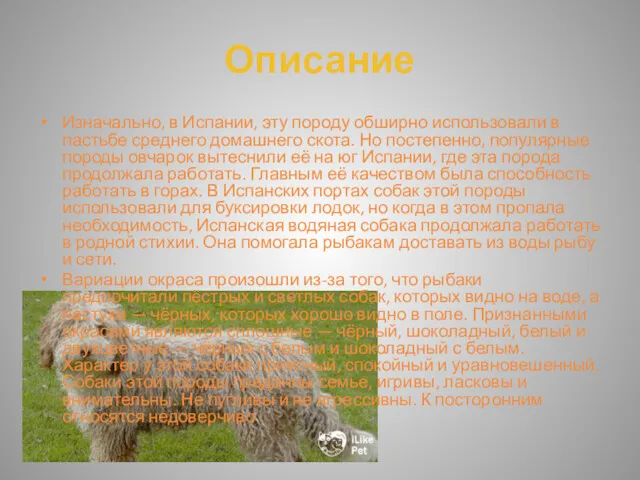 Описание Изначально, в Испании, эту породу обширно использовали в пастьбе