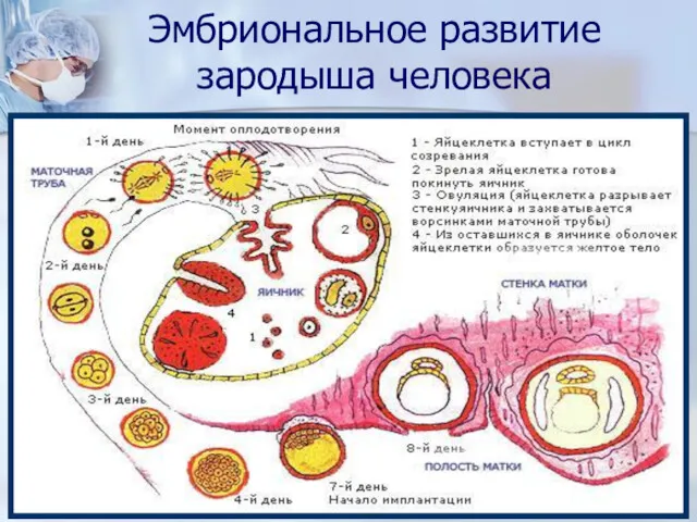 Эмбриональное развитие зародыша человека